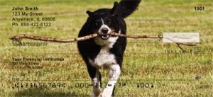 Border Collie Checks Order Border Collie Checks