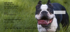 Boston Terrier Checks Order Boston Terrier Checks