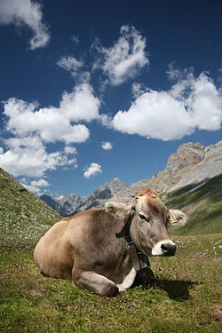cow personal checks