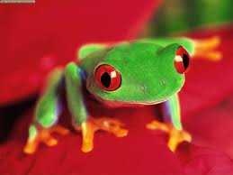 order frog checks