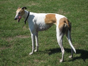 order greyhound checks