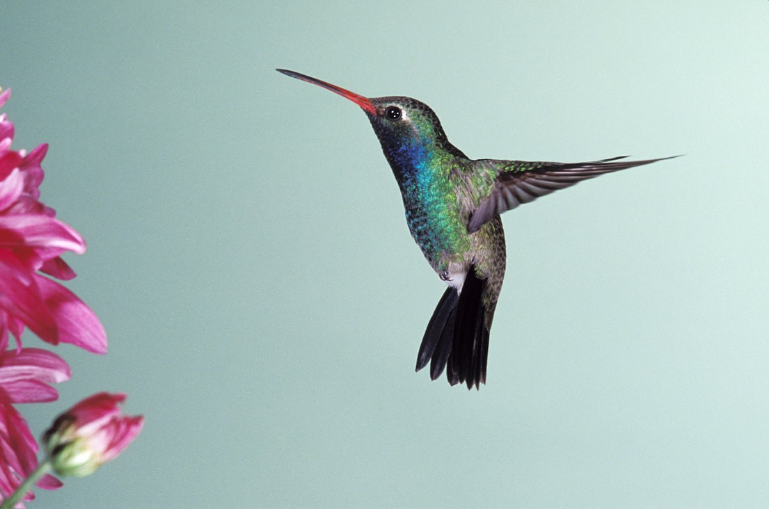 order hummingbird checks