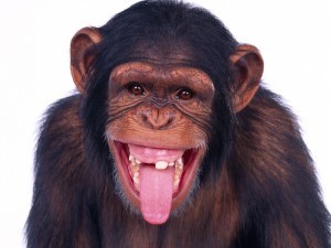 monkey checks