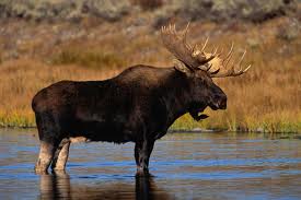 order moose checks