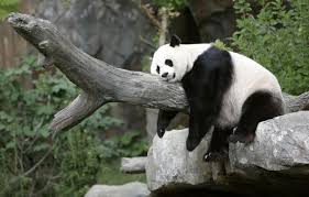 order panda checks