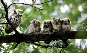 Owl checks