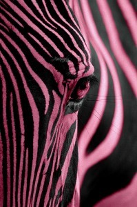 zebra checks
