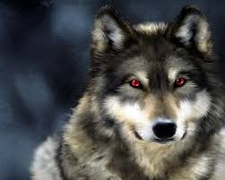 order wolf checks
