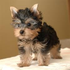 order yorkie personal checks